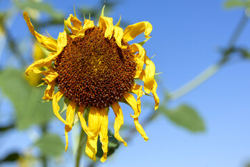 sunflower on blue sky