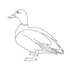 DuckDuck line art vector design.  Duck outline illustration design.
