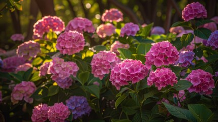 Pink Hydrangea Flowers Blooming in Summer Garden
