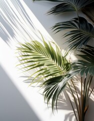Palm leaves in sunlight