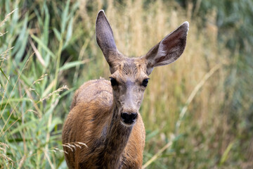 deer in the grass