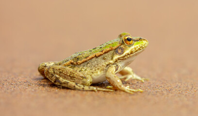 The frog sits on the sand on the shore of the lake. Beautiful wildlife landscape with place for text. The concept of protecting wildlife and ecology.