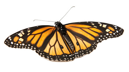 Obraz premium Beautiful orange monarch butterfly with black wings, isolated on white background, feeding on a flower in a garden