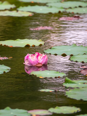 Lotus pond. Water lily close up. Sacred lotus flower in Buddhism. Calmness and tranquility. Spa treatments, yoga, meditation. Tropical nature.