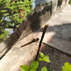 dragonfly on a branch