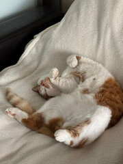An orange and white cat sleeps on its back, sprawled out its paws.