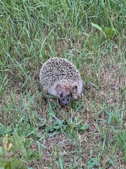 Wild hedgehog on the lawn.