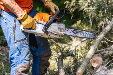 Lumberjack wearing protective gear is using a chainsaw to cut a log in a forest. Selective focus