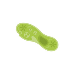 Paramecium Caudatum Illustration