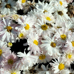 Fototapeta premium Bees busy pollinating delicate daisies in a vibrant spring garden blooming with life