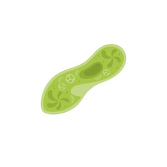 Paramecium Caudatum Illustration