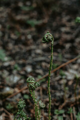 Fresh fern leaf at spring