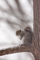 Gray squirrel seeks protection from the large basswood tree during a December Wisconsin snow fall.