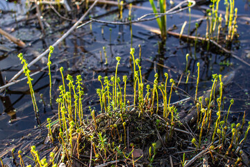 A lot of fresh ferns growing on  the lake shore at spring