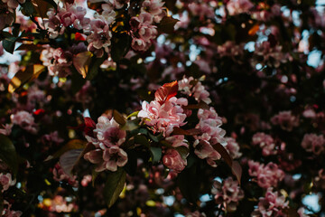 Decorative apple tree branch with blooming red flowers at spring