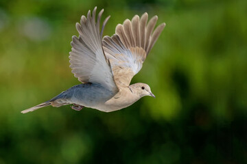 Türkentaube im Flug