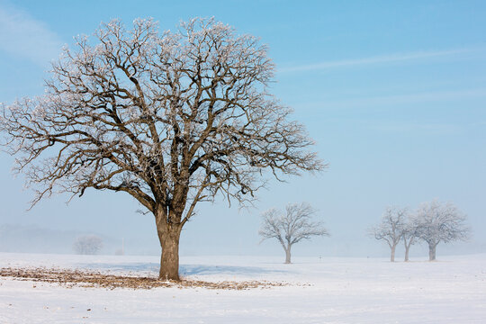 Oak trees stand alone in a farm field covered with frost on cold winter January Wisconsin morning