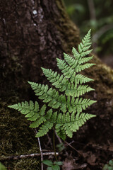 Fern growing next to mossy tree in the forest at spring
