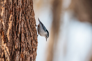 Nuthatch walking down the side of a basswood tree in winter