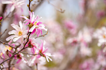Blooming magnolia in spring. Beautiful buds of pink flowers close-up with blurred space for text.