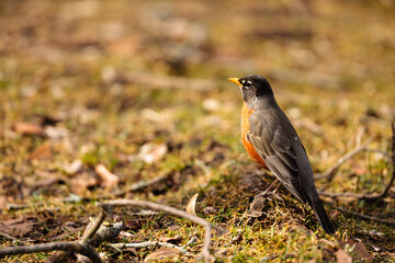 Early arrival Robin in late winter, searching for food in the local park