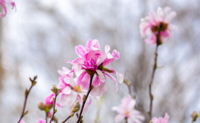 Blooming magnolia in spring. Beautiful buds of pink flowers close-up with blurred space for text.