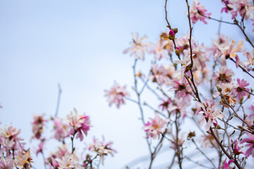 Blooming magnolia in spring. Beautiful buds of pink flowers close-up with blurred space for text.