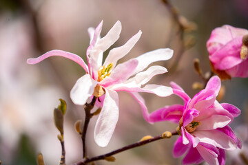 Fototapeta premium Blooming magnolia in spring. Beautiful buds of pink flowers close-up with blurred space for text.