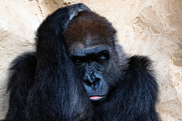 Fototapeta premium Zootiere im Erlebnis-Zoo Hannover