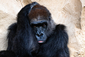 Zootiere im Erlebnis-Zoo Hannover