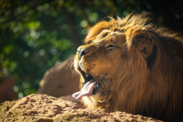 Zootiere im Erlebnis-Zoo Hannover