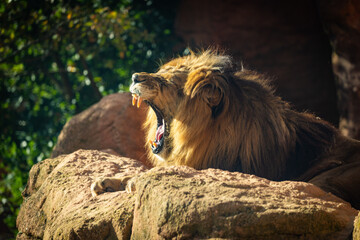 Fototapete bei efototapeten.de bestellen   