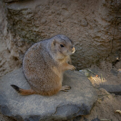 Zootiere im Erlebnis-Zoo Hannover