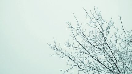 Obraz premium The bare branches of winter trees stretch out elegantly against the pale, overcast sky above