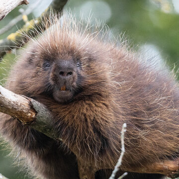 Zootiere im Erlebnis-Zoo Hannover
