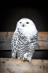 Zootiere im Erlebnis-Zoo Hannover