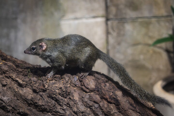 Zootiere im Erlebnis-Zoo Hannover