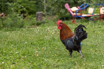Rooster with colorful plumage is walking on a grassy lawn in a backyard setting. Selective focus