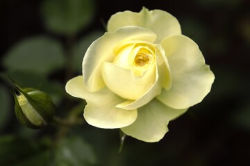 A white rose in the garden in Vietnam