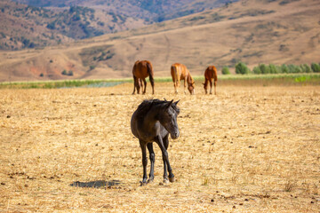 A herd of horses graze in the meadow in summer, eat grass, walk and frolic. Pregnant horses and...