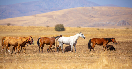 A herd of horses graze in the meadow in summer, eat grass, walk and frolic. Pregnant horses and foals, livestock breeding concept.