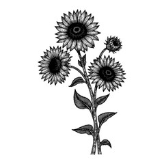 Black and White Outline Line Art Drawing of Sunflowers with Leaves in Detailed Engraving Style