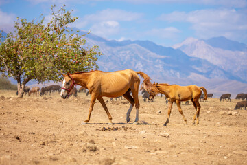 A herd of horses graze in the meadow in summer, eat grass, walk and frolic. Pregnant horses and...