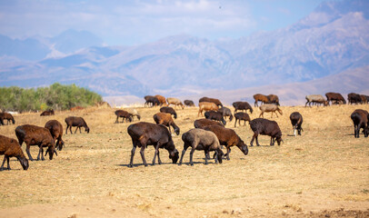 Rams and lambs graze in a meadow. Cattle grazing. A flock of rams walks across an autumn field in...