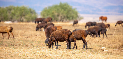 Rams and lambs graze in a meadow. Cattle grazing. A flock of rams walks across an autumn field in...