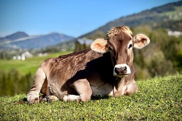 Kuh im Bregenzer Wald 