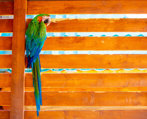 Macaw parrot close-up. The multi-colored parrot sits on a wooden fence.