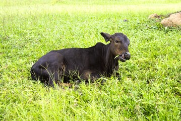 A sacred cow in Cambodia