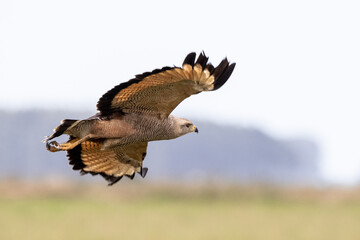hawk in flight