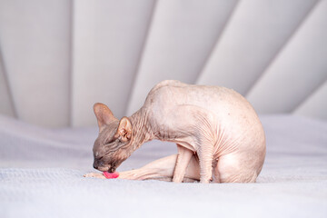 Egyptian sphinx cat licking himself while sitting on the bed. Close-up of a bald cat licking his...